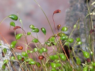 Funaria hygrometrica